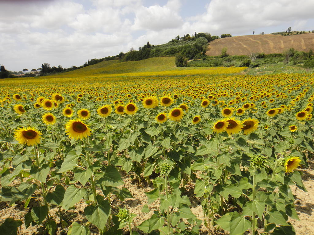 Vila Tenuta Di Colle Alberti Agriturismo Cerreto Guidi Exteriér fotografie
